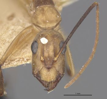 Media type: image;   Entomology 22942 Aspect: head frontal view